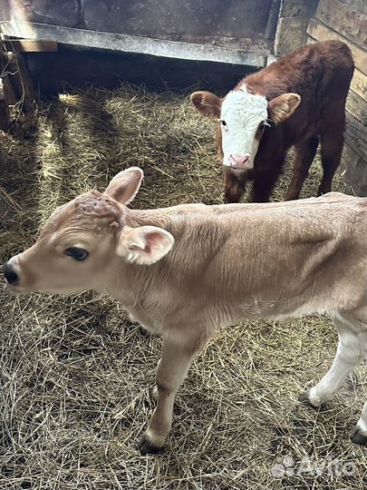 Бычкии телки