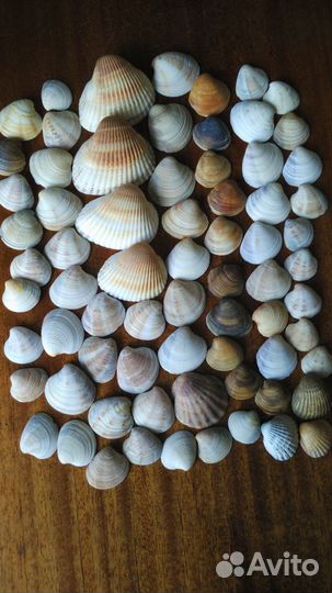 Морские ракушки и раковины
