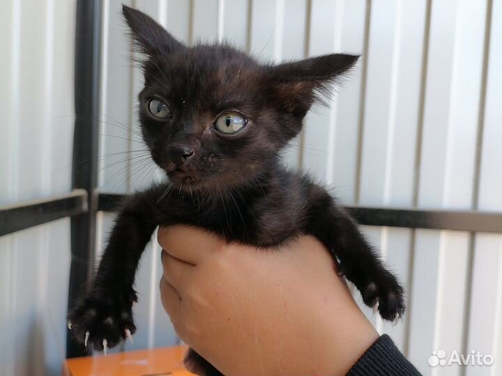Котенок - девочка в дар