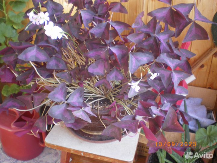 Цветы комнатные