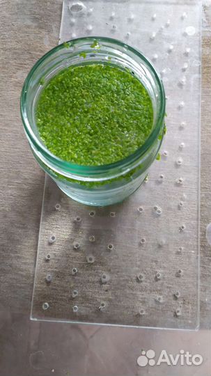 Улитки, ряска малая