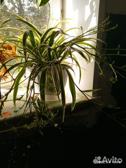 Хлорофитум