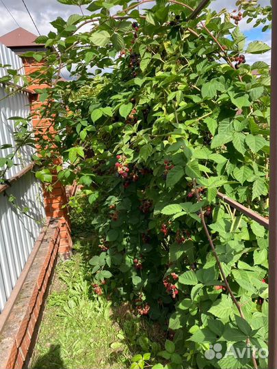 Ежевика без шипов