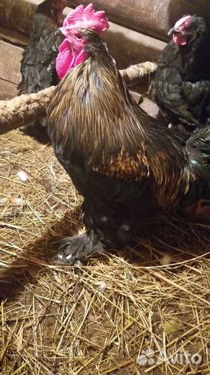 Петух брама