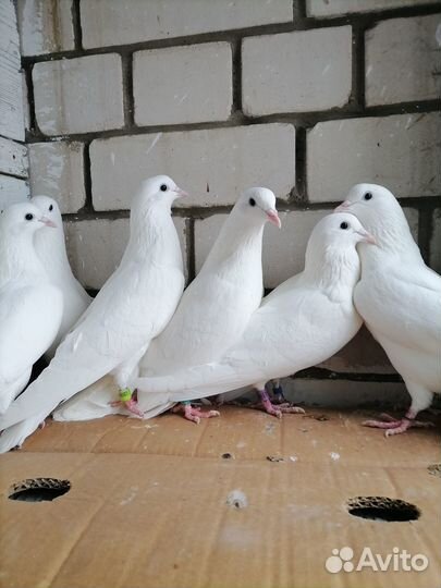 Продажа бакинских голубей