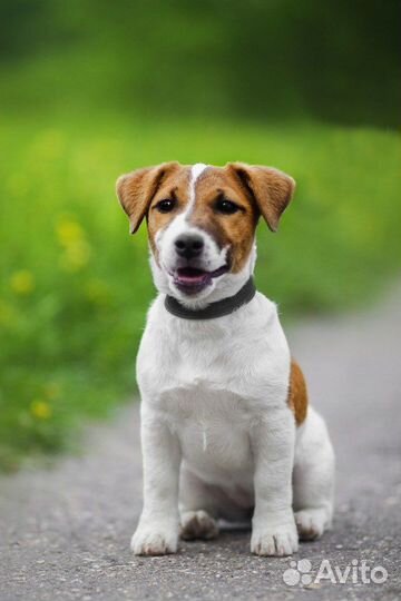 Передержка собак