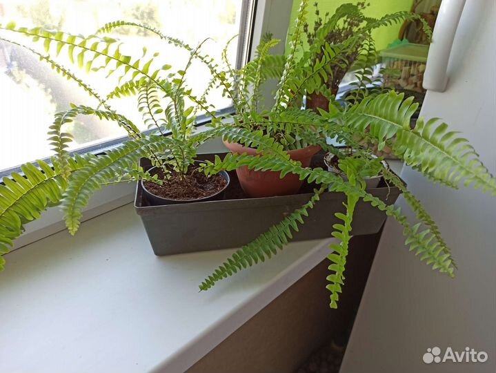 Папоротник нефролепис