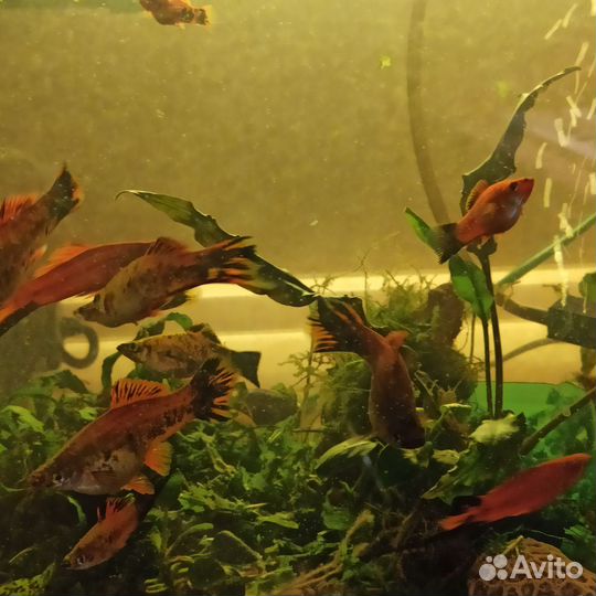 Аквариумные рыбки меченосцы