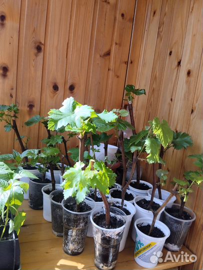 Саженцы винограда