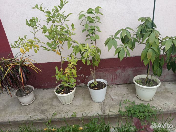 Комнатные цветы