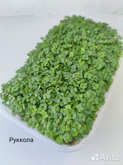 Микрозелень, мелисса и базилик