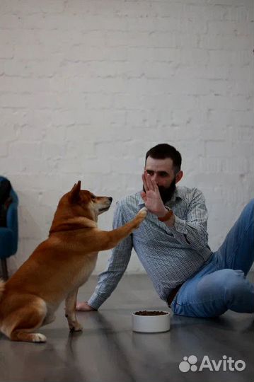 Сухой корм для собак, крупные и средние породы