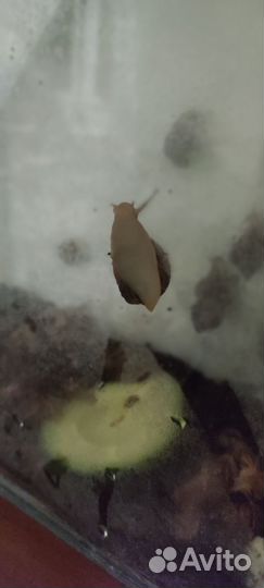 Улитка Ахатина