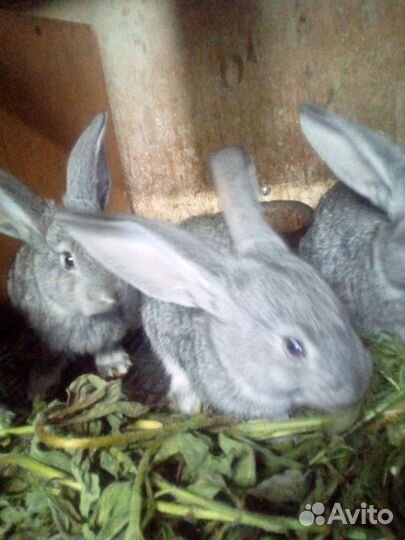 Крольчата