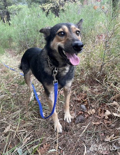 Собака в добрые руки отдам бесплатно