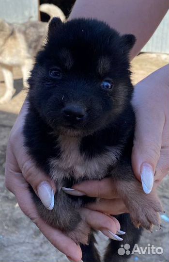 Щенки хаски