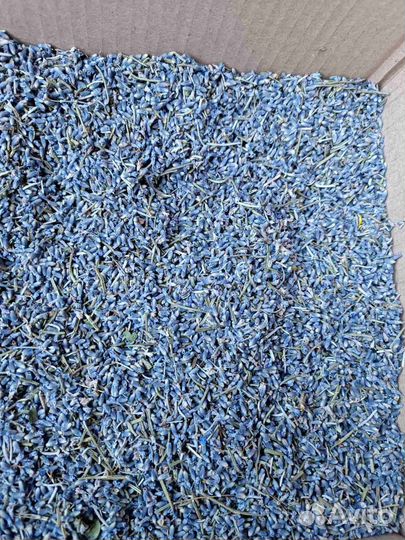 Сушеные цветки лаванды