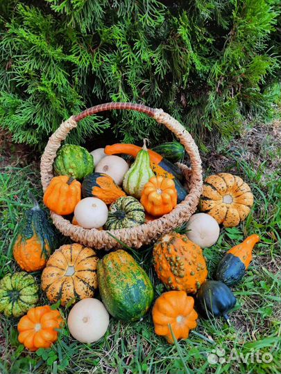 Тыква семена Микс