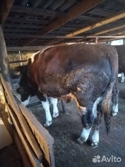 Продажа бычков