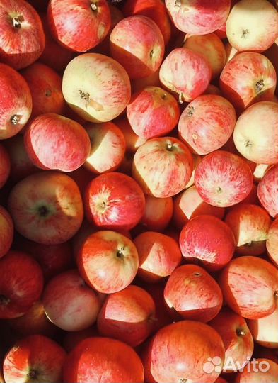 Яблоки домашние