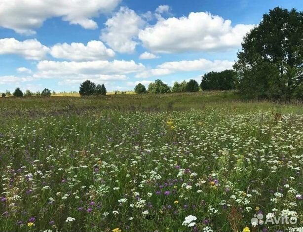 Мед 2024 года из Алтая опт