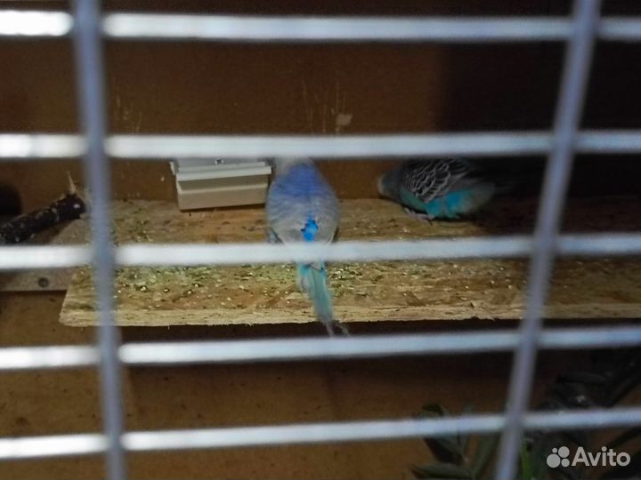 Волнистый попугай