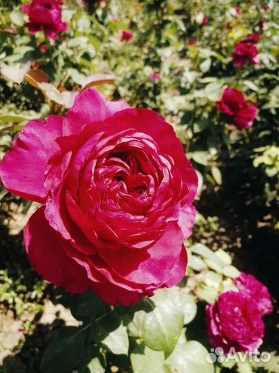 Саженцы роз