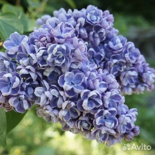 Саженцы сортовой сирени