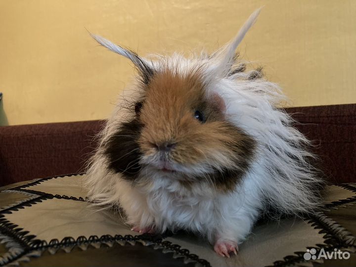 Морская свинка самка Лункария