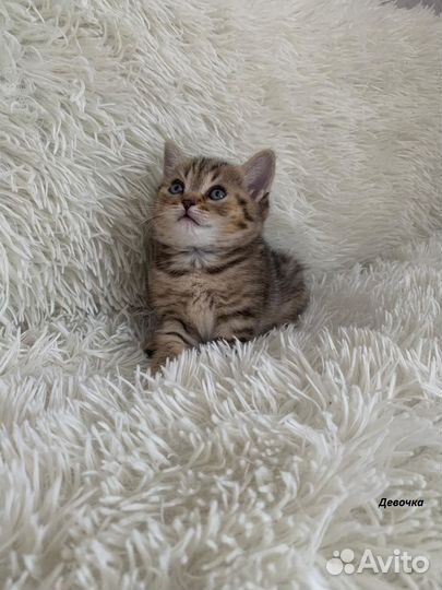 Британские голубоглазые котята