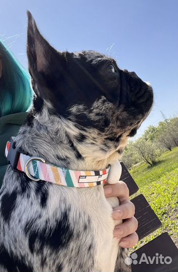 Умный ошейник для собак