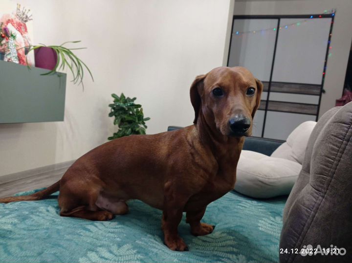 Такса мальчик