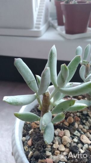 Суккуленты - Котиледон