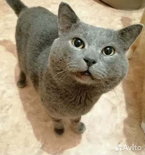 Котик ищет дом