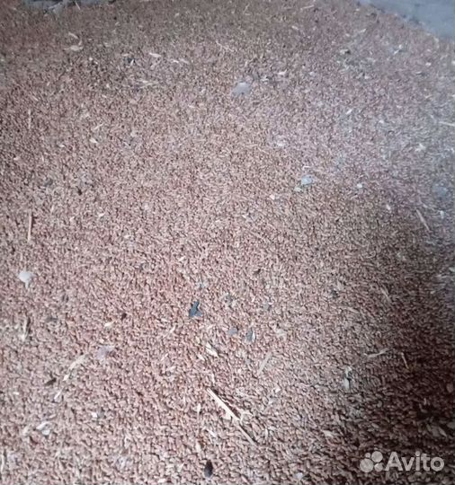 Рожь озимая, Горох корма