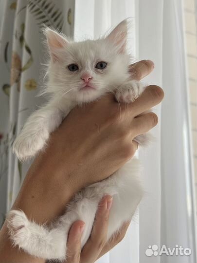 Пушистый котёнок