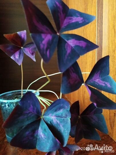 Кислица оксалис