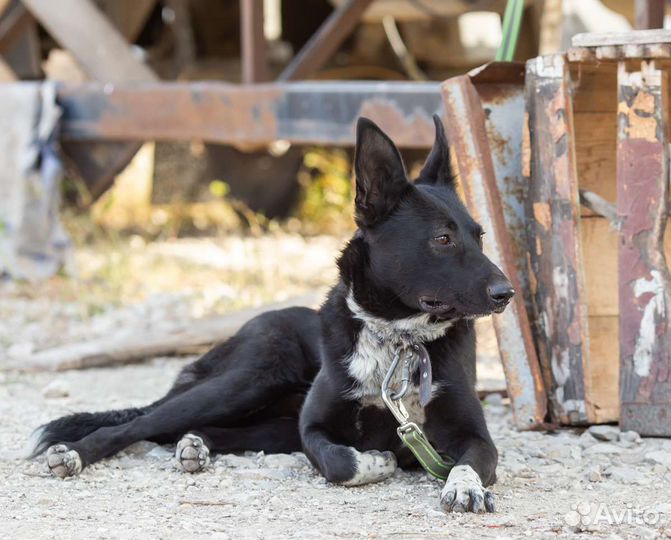 Найдена собака