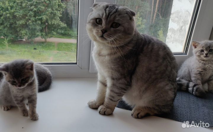 Шотландские котята