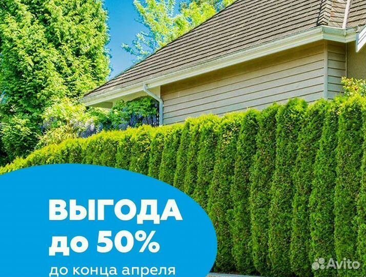 Туя смарагд оптом