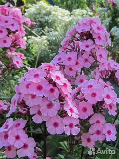 Саженцы садовых цветов