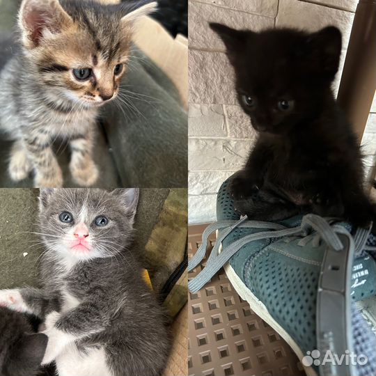 Отдам в добрые руки котят