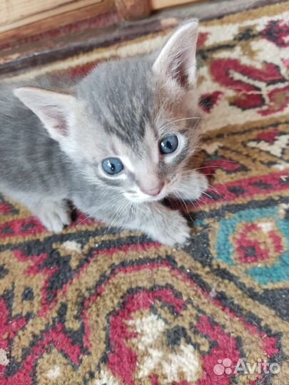 Кошка в дар