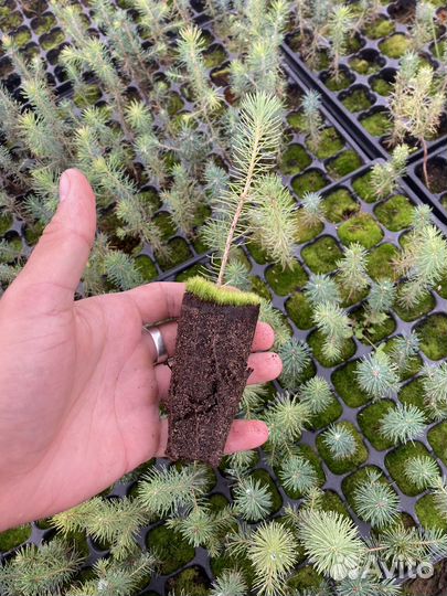 Сеянцы ели зкс