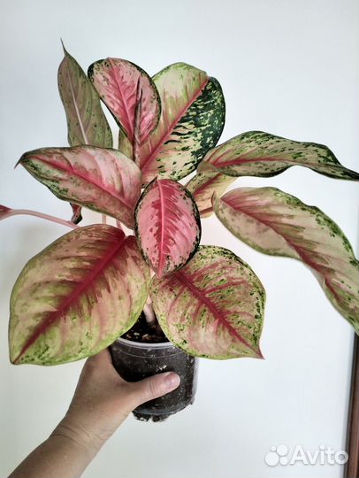 Аглаонема 10 Karat