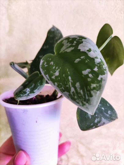 Сциндапсус Сильвер Энн