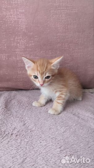 Рыжий котенок девочки и мальчики