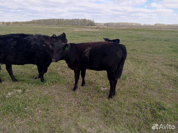 Тёлки абердин-ангус