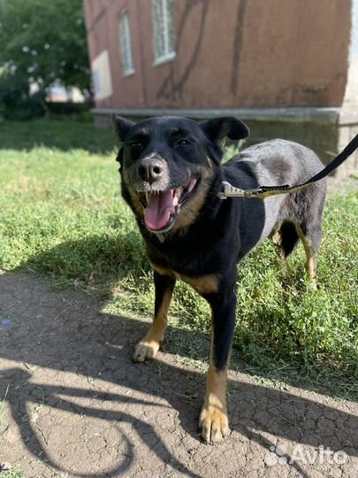 Маленькая собака