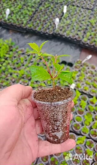 Укорененные черенки метельчатой гортензии